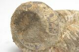 Fossil Heteromorph (Nostoceras) Ammonite - Madagascar #207547-4